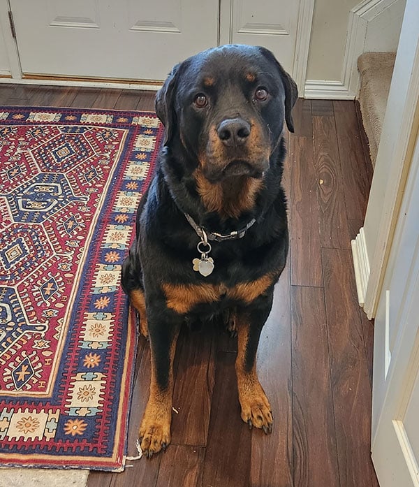 Hogan